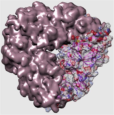 beta1globulina - eletroforese de dna