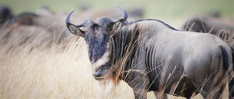 wilderbet - wildebeest meaning